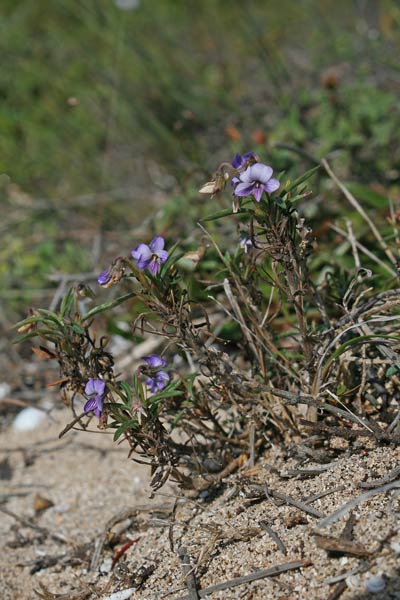 Viola arborescens, Viola cespugliosa, Friobas
