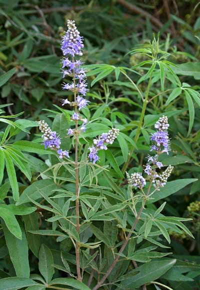 Vitex agnus-castus, Agnocasto, Albero della castità, Lagano, Pebaru sardu, Pìbiri sardu, Samucu de arriu