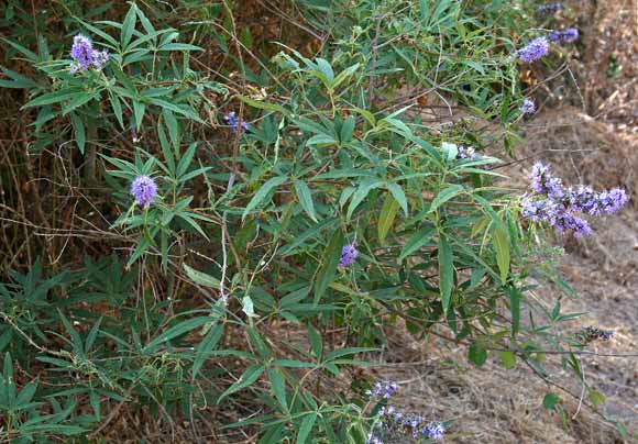 Vitex agnus-castus, Agnocasto, Albero della castità, Lagano, Pebaru sardu, Pìbiri sardu, Samucu de arriu