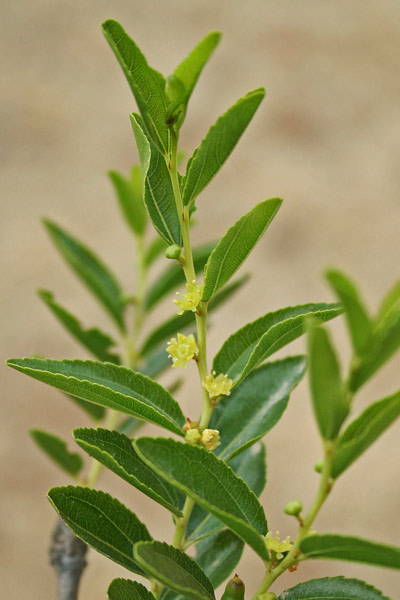 Ziziphus jujuba, Giùggiolo comune, Gingiul de arbra, Ginjol de arbre, Sìsaba, Zìnzula, Z'nzulu, Zìnzalu