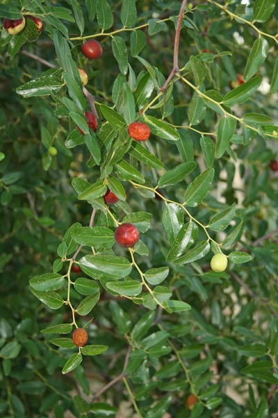 Ziziphus jujuba, Giùggiolo comune, Gingiul de arbra, Ginjol de arbre, Sìsaba, Zìnzula, Z'nzulu, Zìnzalu