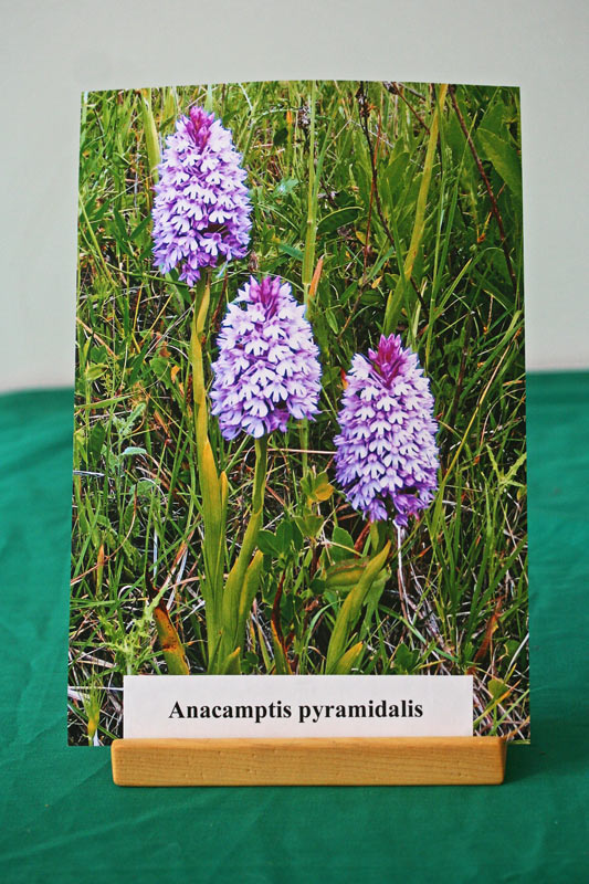 Anacamptis pyramidalis