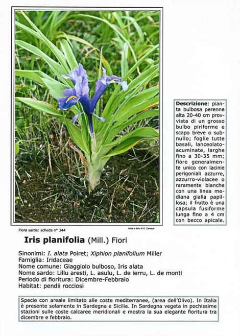 Scheda didattica con immagine fotografica verticale