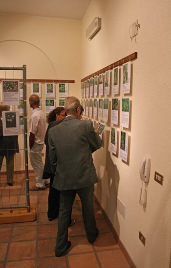 Mostra Fotografica Flora di Sadegna 2009 Mostra Fotografica Flora di Sadegna 2009