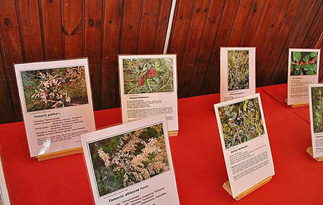 Mostra Fotografica Flora di Sadegna 2006 Mostra Fotografica Flora di Sadegna 2006