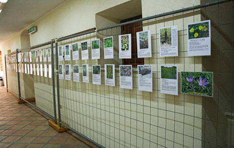 Mostra Fotografica Flora di Sadegna 2009 Mostra Fotografica Flora di Sadegna 2009