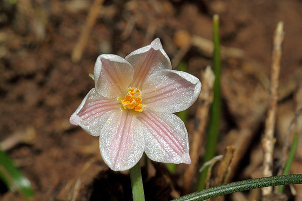 Acis rosea, Campanellino rosa