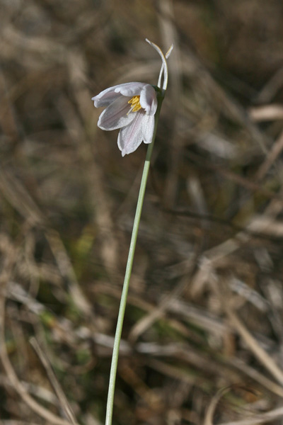 Acis rosea, Campanellino rosa