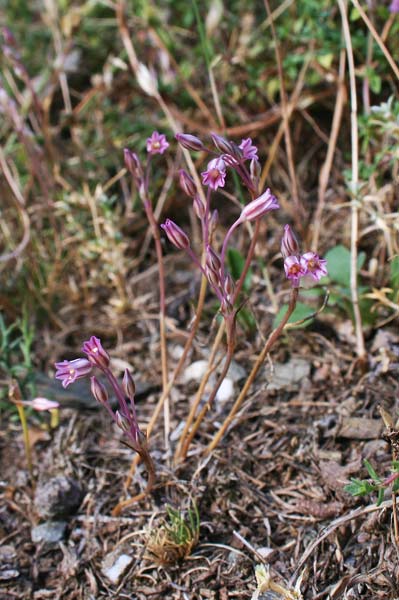 Allium parciflorum, Aglio paucifloro