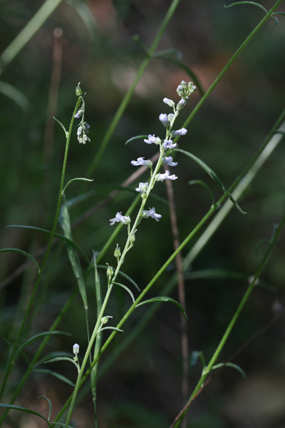 Anarrhinum corsicum, Anarrino corso, Muffolaria di Corsica