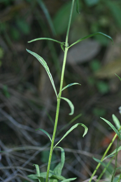 Anarrhinum corsicum, Anarrino corso, Muffolaria di Corsica