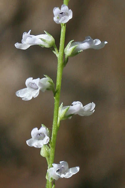 Anarrhinum corsicum, Anarrino corso, Muffolaria di Corsica