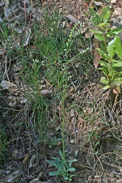 Anarrhinum corsicum, Anarrino corso, Muffolaria di Corsica