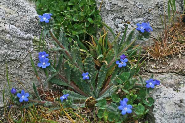 Anchusa capellii, Buglossa di Capelli