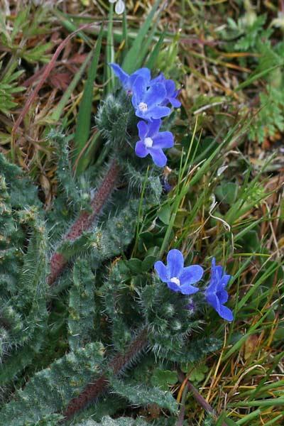 Anchusa capellii, Buglossa di Capelli