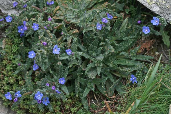 Anchusa capellii, Buglossa di Capelli