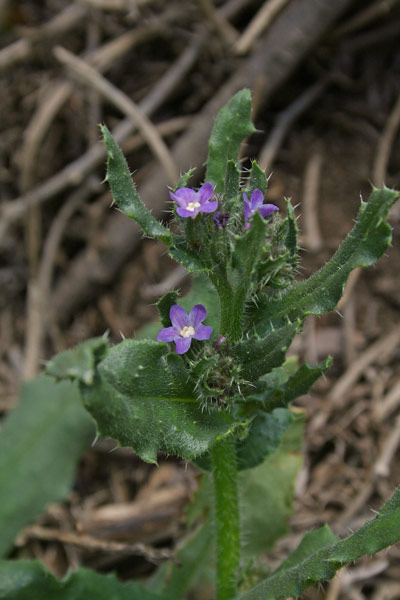 Anchusa formosa, Buglossa formosa