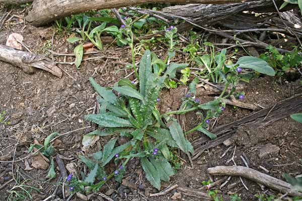 Anchusa formosa, Buglossa formosa