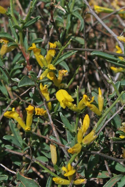 Anthyllis hermanniae subsp. ichnusae, Vulneraria spinosa, Sorighina