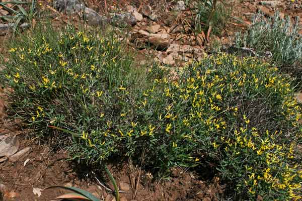 Anthyllis hermanniae subsp. ichnusae, Vulneraria spinosa, Sorighina