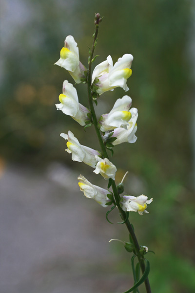 Antirrhinum siculum, Bocca di leone siciliana, Buk'e lioni