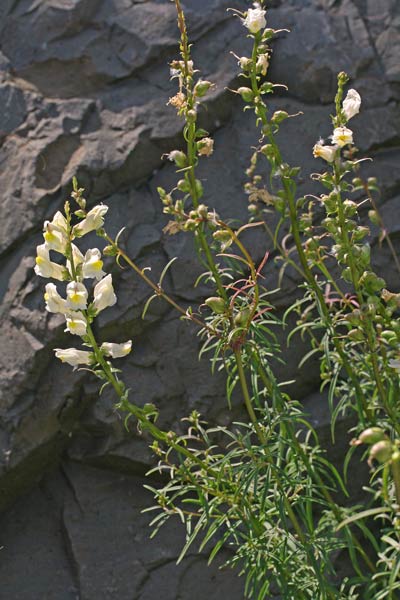 Antirrhinum siculum, Bocca di leone siciliana, Buk'e lioni