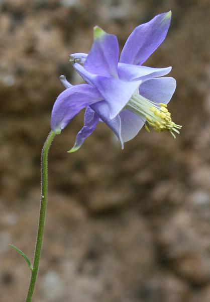 Aquilegia nugorensis, Aquilegia del nuorese