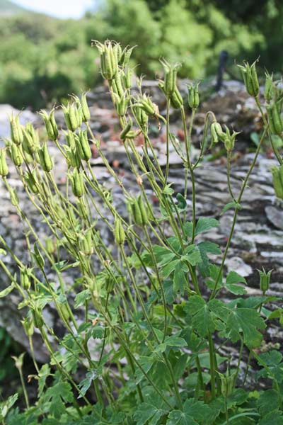 Aquilegia nugorensis, Aquilegia di Sardegna