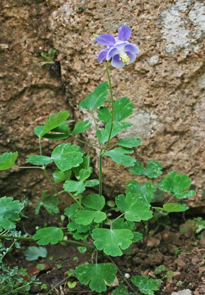 Aquilegia nugorensis, Aquilegia del nuorese