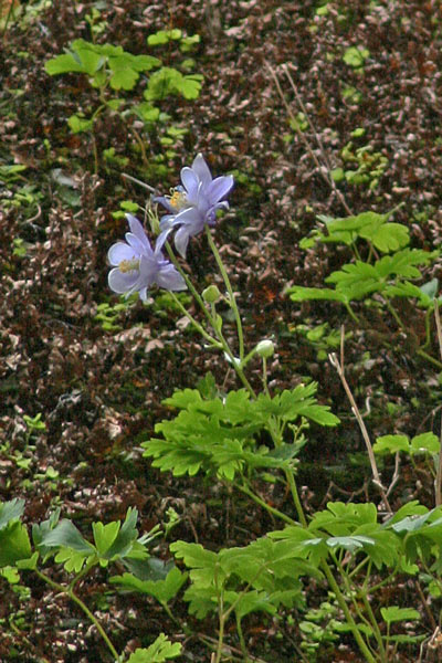 Aquilegia nuragica, Aquilegia dei nuraghi