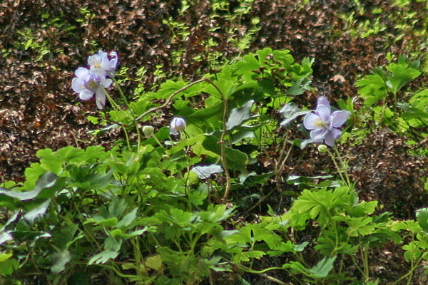 Aquilegia nuragica, Aquilegia dei nuraghi, Aquilegia nuragica