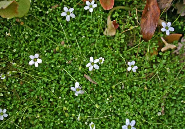 Arenaria balearica