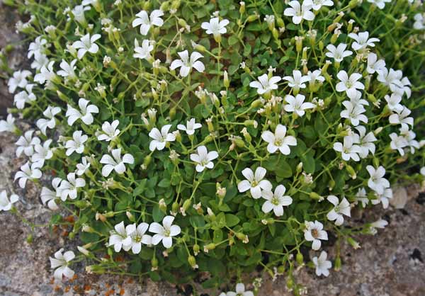 Arenaria bertolonii, Arenaria di Bertoloni