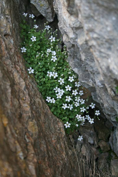 Arenaria bertolonii, Arenaria di Bertoloni