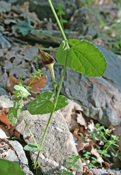 Aristolochia rotunda subsp. insularis, Aristolochia, Croccoriga burda, Para e mongia, Pistulochia