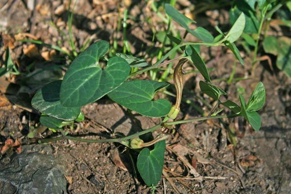 Aristolochia tyrrhena, Aristolochia del Tirreno, Corcoriga burda