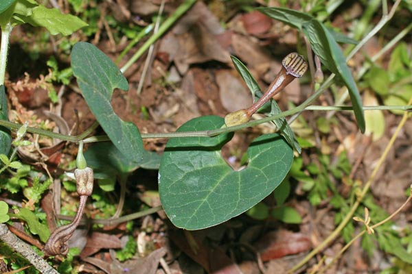 Aristolochia tyrrhena, Aristolochia del Tirreno, Corcoriga burda
