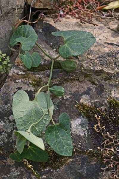 Aristolochia tyrrhena, Aristolochia del Tirreno, Corcoriga burda