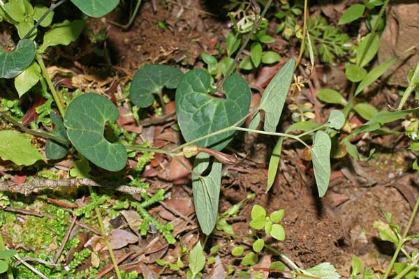 Aristolochia tyrrhena, Aristolochia del Tirreno, Corcoriga burda