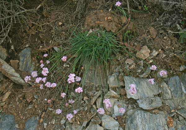 Armeria sardoa subsp. genargentea, Armeria del Gennargentu, Spillone di Sardegna