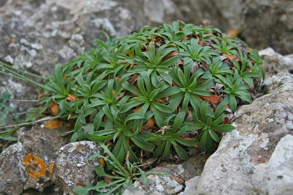 Armeria morisii, Armeria di Moris, Spillone di Moris