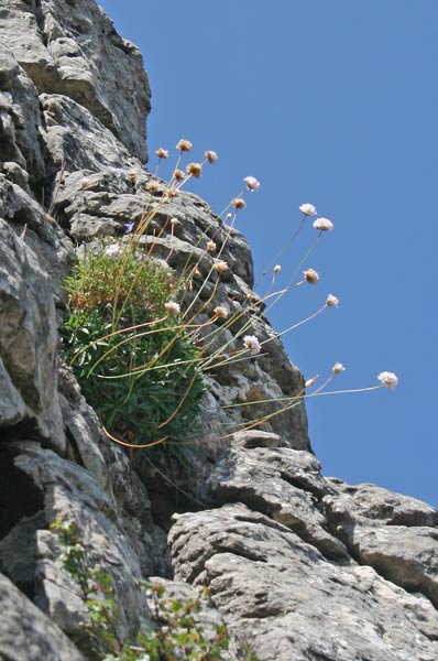 Armeria morisii, Armeria di Moris, Spillone di Moris