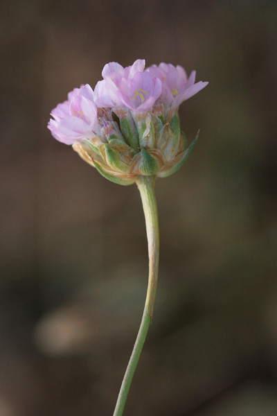 Armeria sardoa, Armeria, Spillone di Sardegna