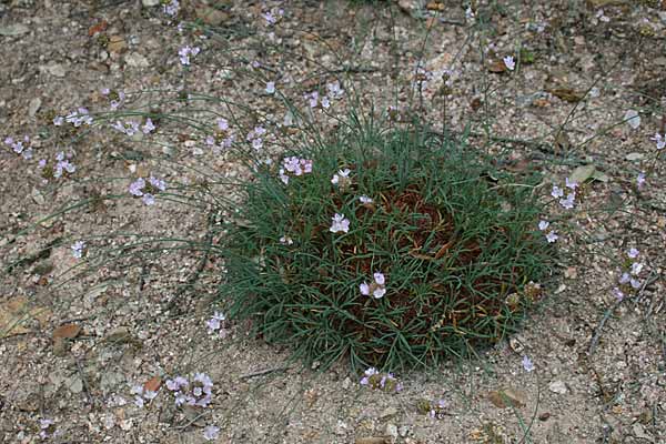 Armeria sardoa, Armeria, Spillone di Sardegna