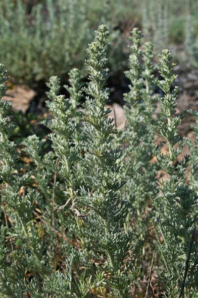 Artemisia caerulescens subsp. densiflora, Assenzio della Corsica