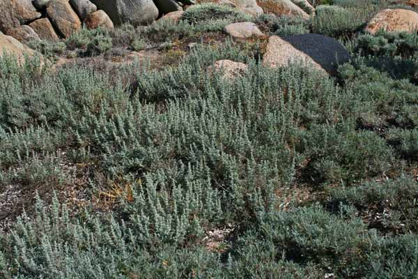 Artemisia caerulescens subsp. densiflora, Assenzio della Corsica