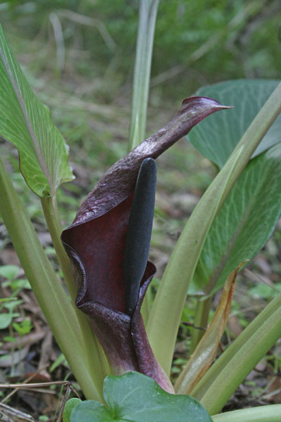 Arum pictum, Aro, Erba da piaghe, Gìgaro, Pan di serpe, Foll’e gasadas, Linga di cani, Lingua di cani, Satzaroi, Tattaroju, Thothoroju, Tutturroi pintu