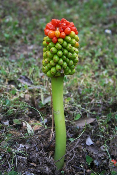 Arum pictum, Aro, Erba da piaghe, Gìgaro, Pan di serpe, Foll’e gasadas, Linga di cani, Lingua di cani, Satzaroi, Tattaroju, Thothoroju, Tutturroi pintu