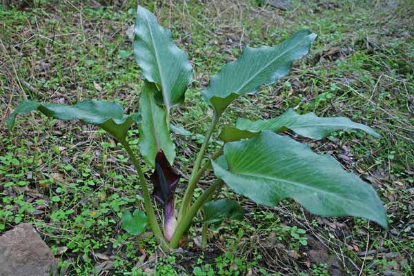 Arum pictum, Aro, Erba da piaghe, Gìgaro, Pan di serpe, Foll’e gasadas, Linga di cani, Lingua di cani, Satzaroi, Tattaroju, Thothoroju, Tutturroi pintu