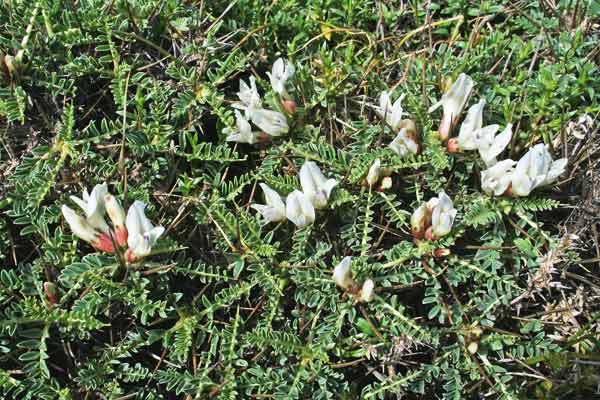 Astragalus genargenteus, Astragalo del Gennargentu, Erb’e gamus